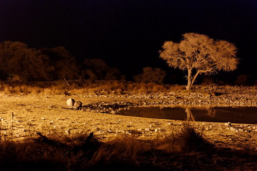 Nosorožci v noci