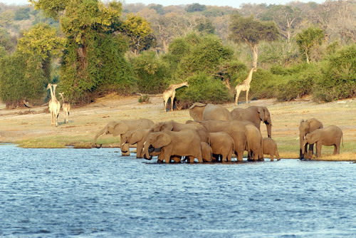 Sloni a žirafy