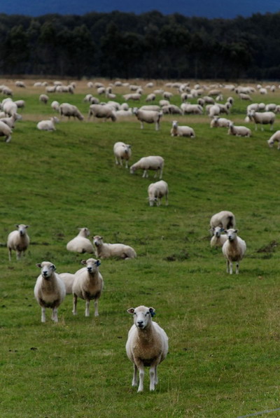 Sheep everywhere