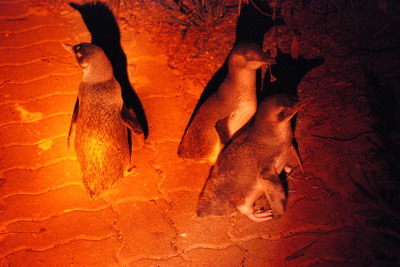 Kangaroo Island - skupinka tučňáků na cestičce