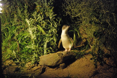 Kangaroo Island - tučňák na stráži