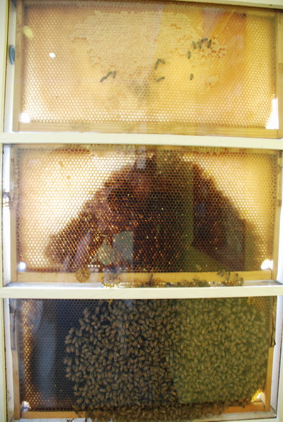 Kangaroo Island - Skleněný úl na včelí farmě