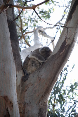 Kangaroo Island - Spící koala