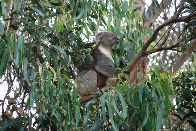 Kangaroo Island - Aktivní koala
