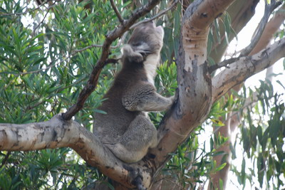 Kangaroo Island - Rozzuřený koala