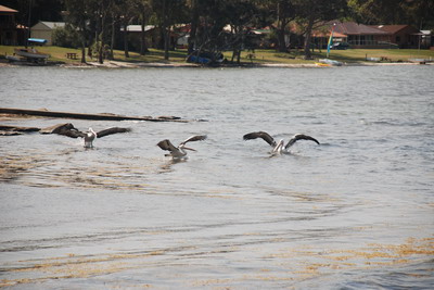 Jervis Bay - přistávající pelikáni