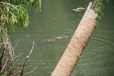 Krokodýl v řece