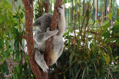 Australia ZOO - Koala