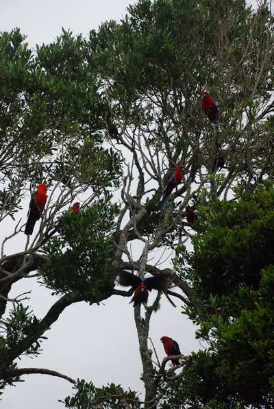 Lamington NP - Strom plný papoušků