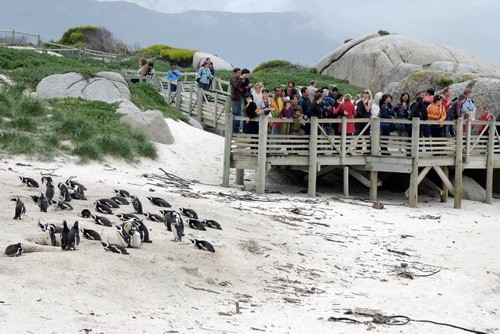 Pláž tučňáků