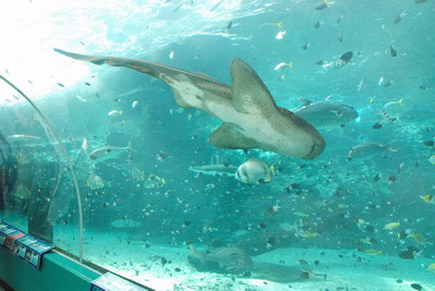 Žraloci v akvárku