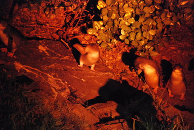 Kangaroo Island - tučnáci na cestě domů