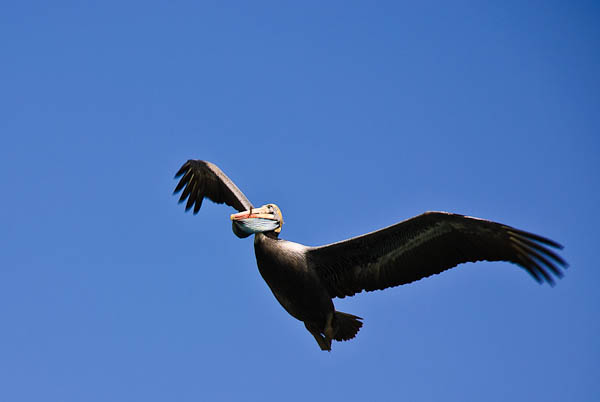 Letící pelikán s rybkou v zobáku