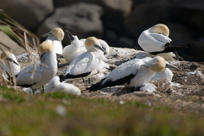 Gannet's colony