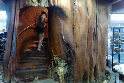 The biggest kauri staircase