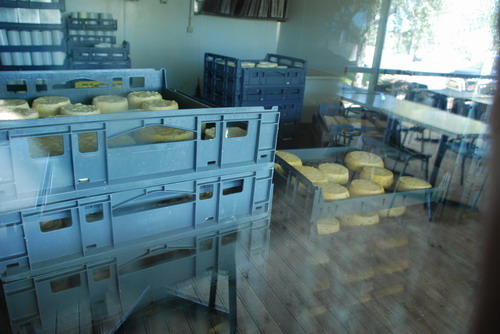 Hunter Valley - Zrající sýr v sýrárně